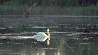 Mute swan (Cygnus olor). A white swan swims gracefully across a pond against a backdrop of reeds. Slow motion.