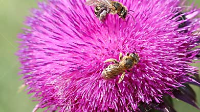 Two bees on flower