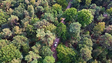 Ðerial view of dense green forest with narrow dirt road and white car human presence contrasts with natural canopy