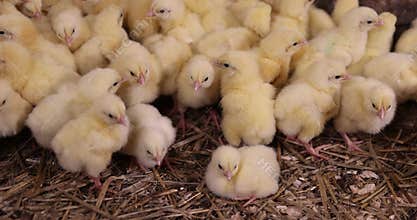 beautiful little chickens in soft yellow fluff and the first white