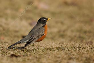A spring blackbird on the lawn