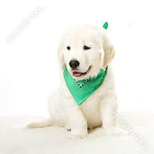Adorable puppy