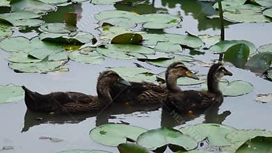 Three baby ducks