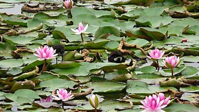Mother and baby waterfowl