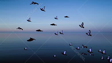 Bird flying over the sea animation background