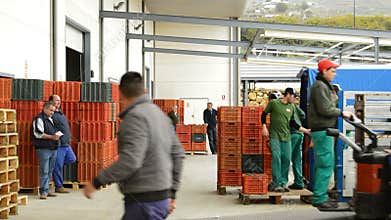 Unloading boxes of avocado, industry fruit