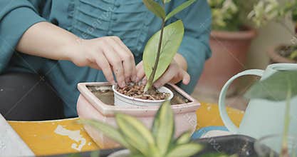Person with blindness disability growing green ZZ plant or Zamioculcas a popular tropical houseplant in small pot by using soil,