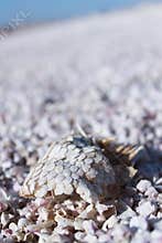 Fish scales in salton sea