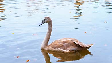 Young Swan Gliding Peacefully on Lake