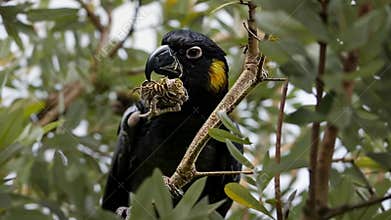 Yellow-tailed Black Cockatoo in its Natural Habitat