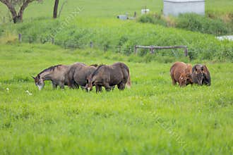 A small herd of horses and a few cattle egrets feeding in a lush green meadow.