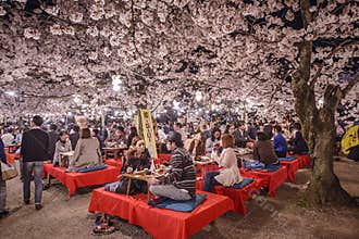Cherry Blossom Festival