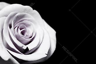 White Purple Rose