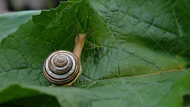 Tiny snail on big green leaf. Forest floor life