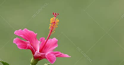 Soft pink hibiscus flower, petals gently swaying to breeze , close up view