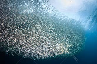 Sardine Baitball