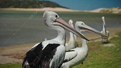 Seaside Pelicans Preen Near Peaceful Waters, Tranquil Coastal Scene With Birds Interacting In Nature