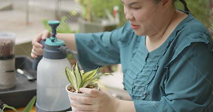 A blind gardener, person with blindness disability watering variegated Sansevieria potted plants