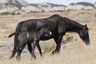 Black colt and mother in canyon