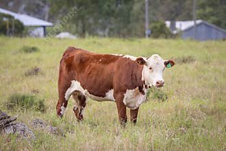 A Hereford cow stands quietly in a grassy paddock on a cattle farm.