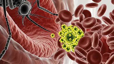 Mosquito Microscopic View of Disease Transmission Infecting Red Blood Cells with Parasites During Bloodstream Invasion Health
