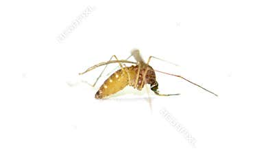 Gravid Mosquito filled with eggs