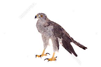 Northern goshawk on white