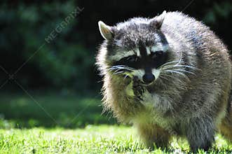 Raccoon