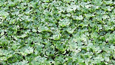 Water chestnut on a pond. Green leaves of water chestnut, natural background