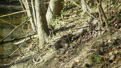 Nutria Coypu Myocastor coypus black color with wet fur and long tail, mouse-beaver water spiny rat digging soil to find food