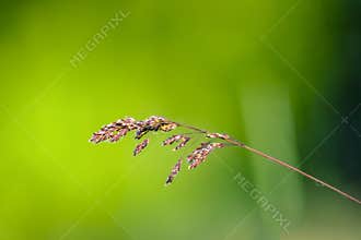 Grass seed on green background symbolizing growth and fresh start