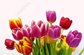 Spring tulip bouquet