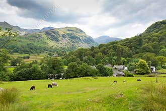 Country scene sheep in field Seatoller Borrowdale Valley Lake District Cumbria England UK