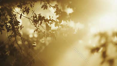 Golden light rays shining through tree leaves