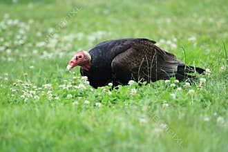 Turkey vulture