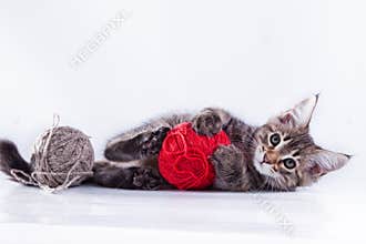 Cat on white, kitten, cute, fluffy ball