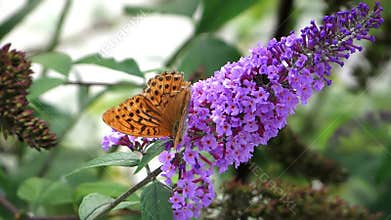 Butterflies on a purple flower