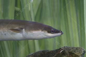 European Eel, Anguilla Anguilla