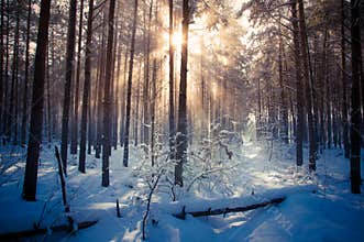 Winter landscape, trees covered in snow