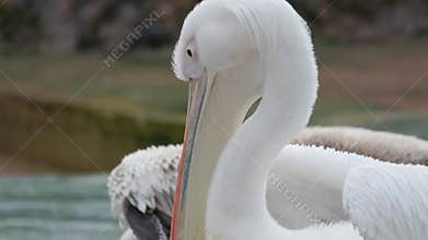 White dalmatian pelican opening its large beak