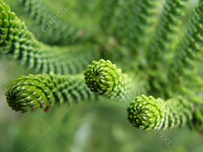 Conifer needles