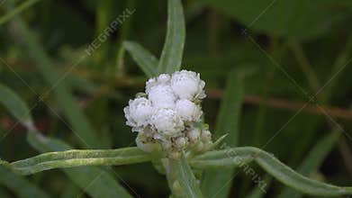 Close-up of small white pearly everlasting flower buds forming a compact cluster