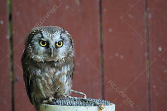 Boreal owl