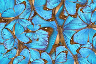 Abstract background tropical butterflys