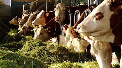 Agriculture, farmland, cows