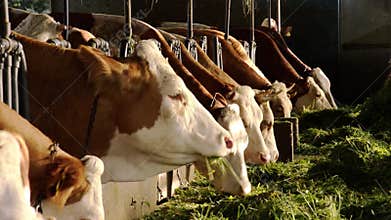 Cows eating