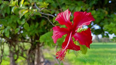 Red hibiscus flowers