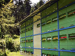 Apiary