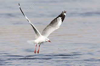 Grey Hooded Gull with fish in mouth