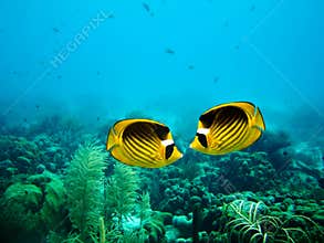 Couple of Raccoon Butterfly fish